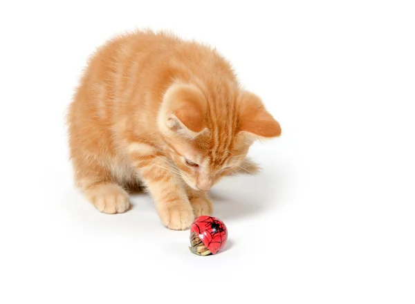 stock image Kitten playing with hermit crab