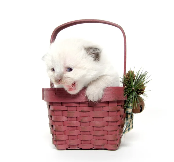 Gattino di due settimane in un cesto — Foto Stock