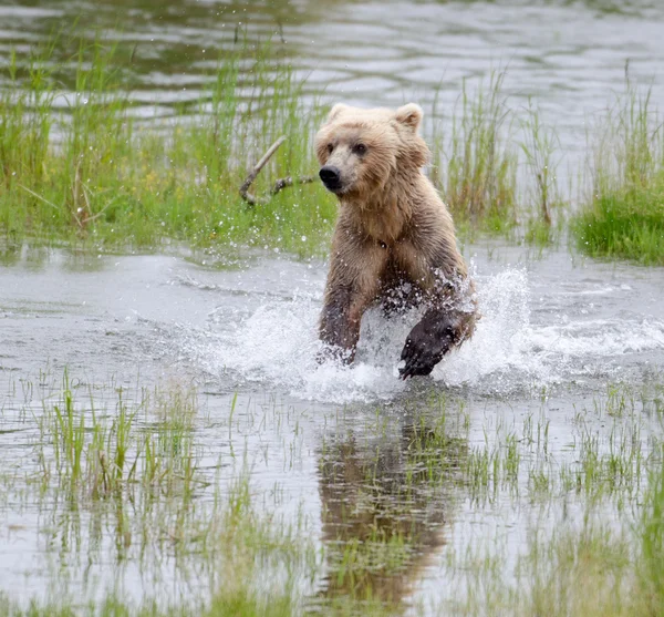 Alaskan Brown bear running through water — Stock Photo, Image