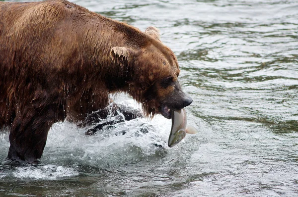 Urso castanho do Alasca com salmão — Fotografia de Stock