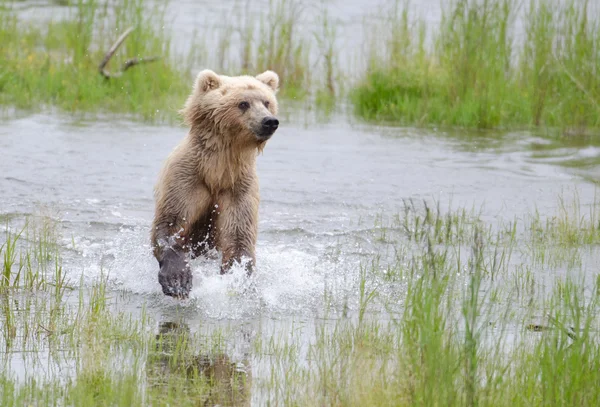 Alaska oso marrón corriendo a través del agua — Foto de Stock