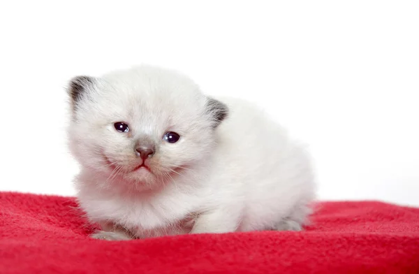 Два тижні кошеня на червоній ковдрі — стокове фото