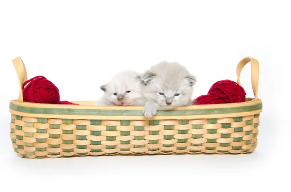 Due simpatici gattini — Foto Stock