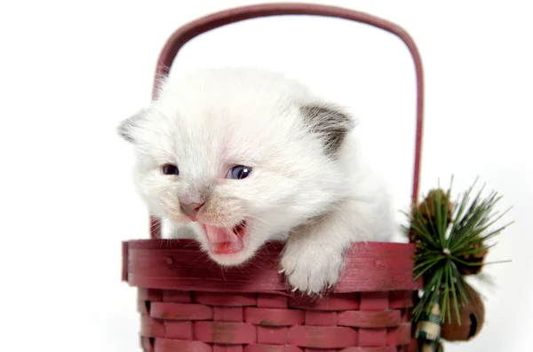 Two week old kitten in a basket — Stock Photo, Image