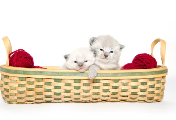 Two cute baby kittens — Stock Photo, Image