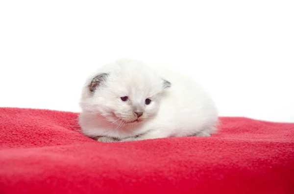 Dwa tydzień stary kotek na czerwony koc — Zdjęcie stockowe