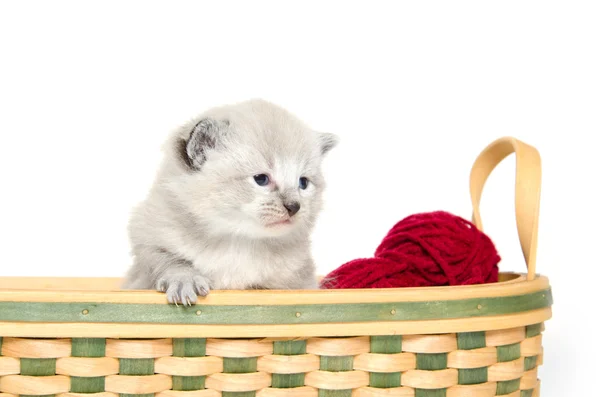 Three week old kitten — Stock Photo, Image