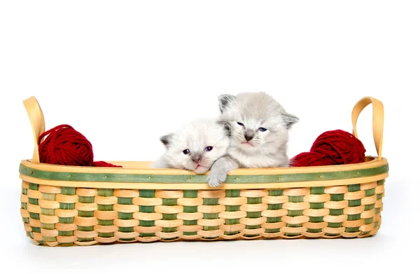 두 귀여운 아기 고양이 — 스톡 사진