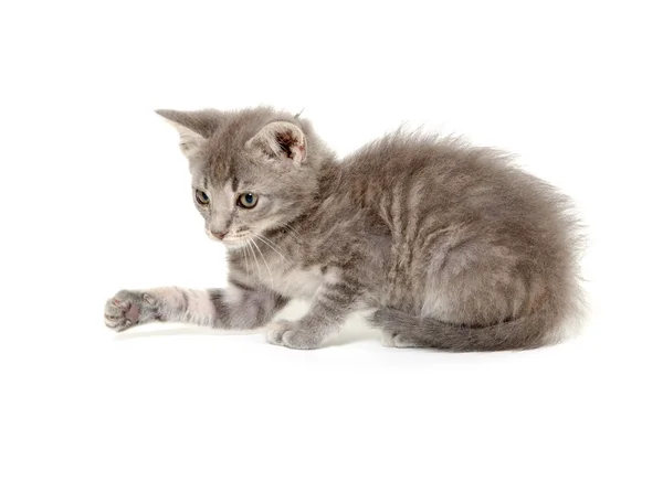 Cute gray kitten on white — Stock Photo, Image