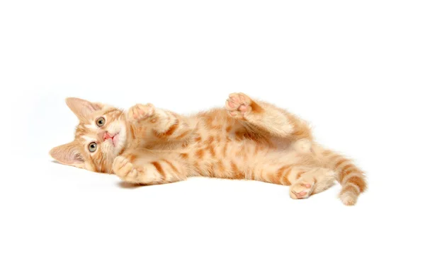 stock image Cute yellow kitten on white