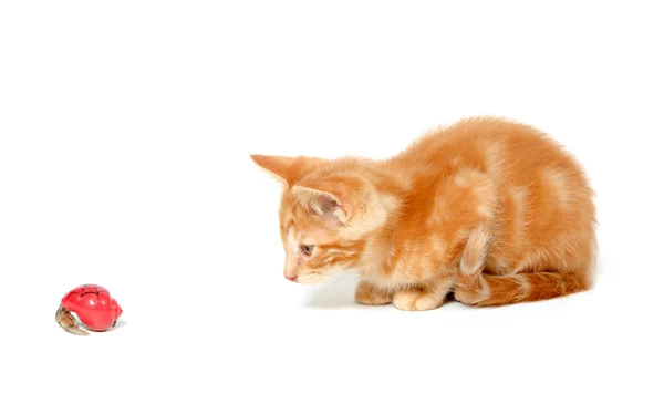 Stock image Kitten playing with hermit crab