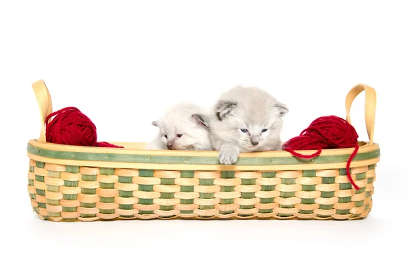 두 귀여운 아기 고양이 — 스톡 사진