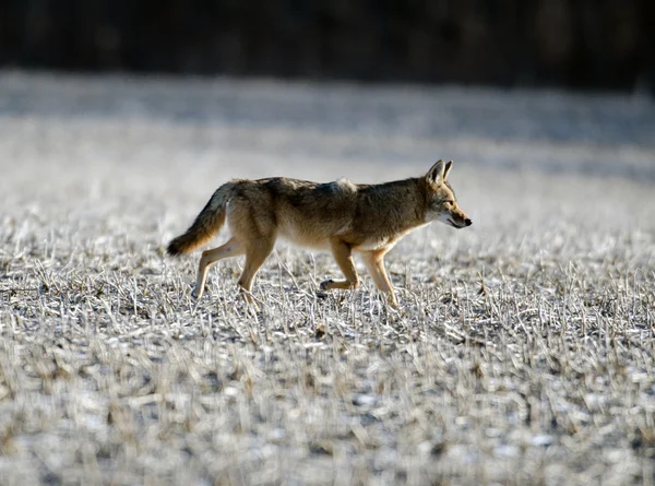 Coyote en un campo —  Fotos de Stock