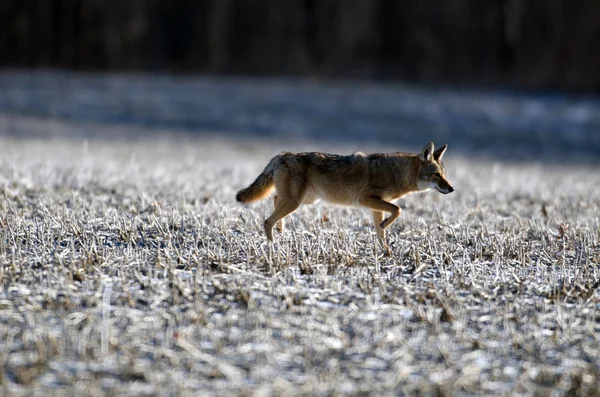 Coyote i ett fält — Stockfoto