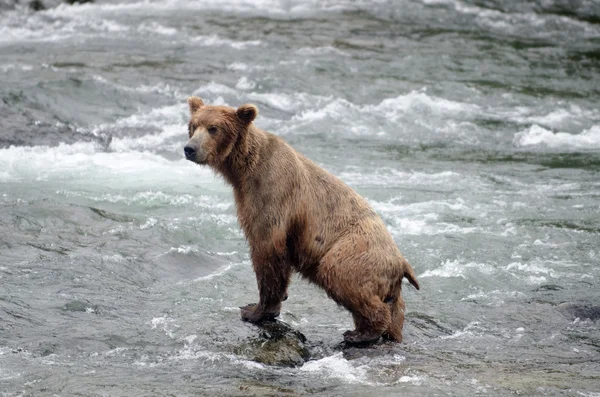 Large Brown Bear fishing for salmon in a river Stock Photo