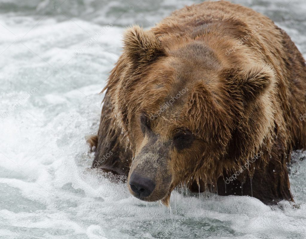Alaskan brown bear looking for salmon
