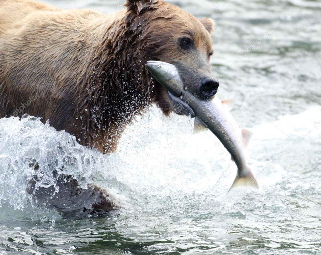 Alaskan brown bear with salmon in its mouth