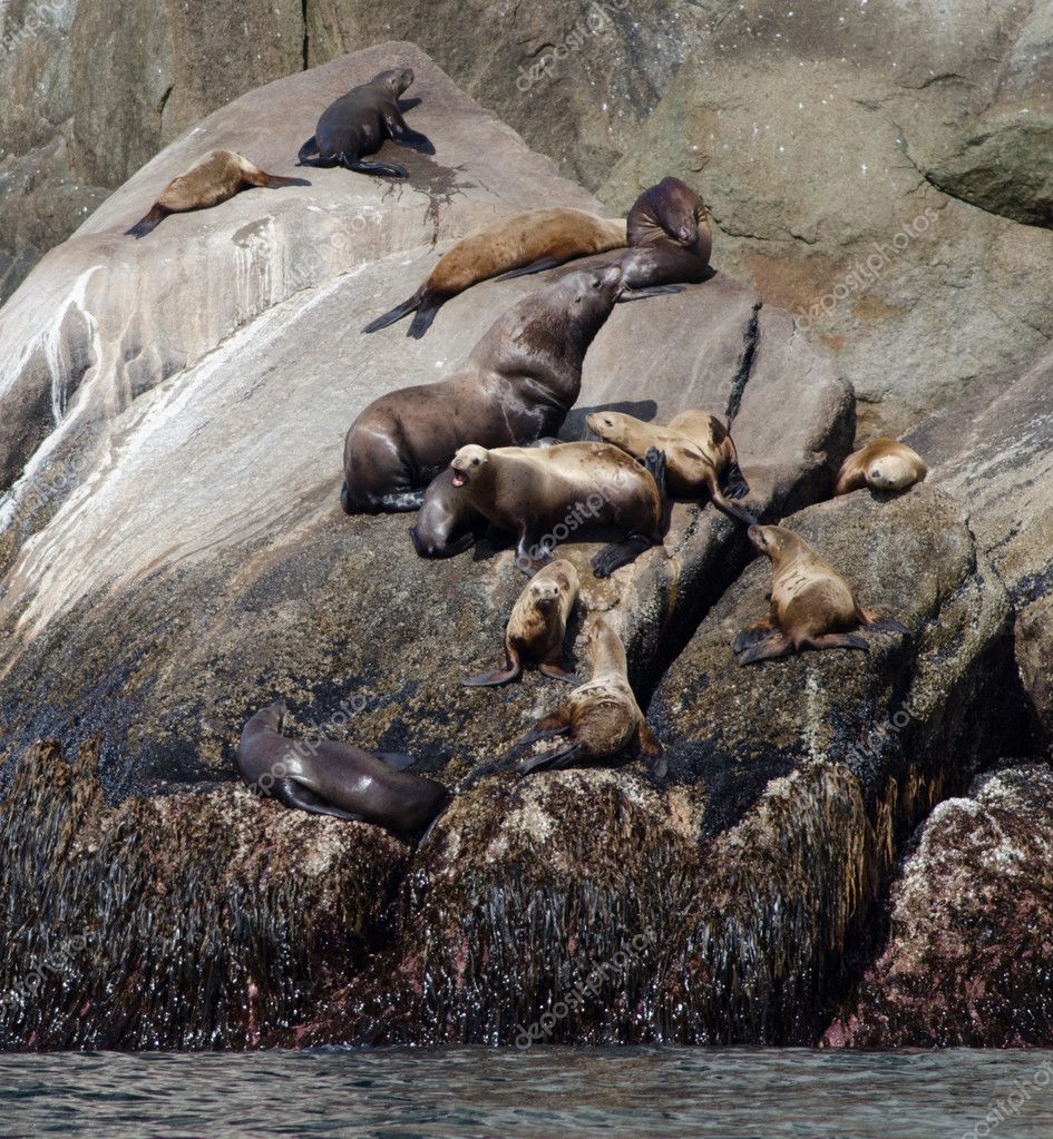 Stellar sea lions Stock Photo by ©EEI_Tony 12319877