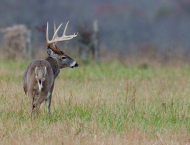 sisli bir alanda Whitetail Geyik buck