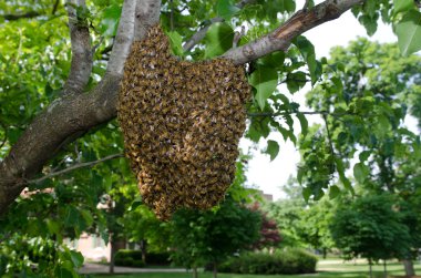 Swarm of bees in a tree clipart