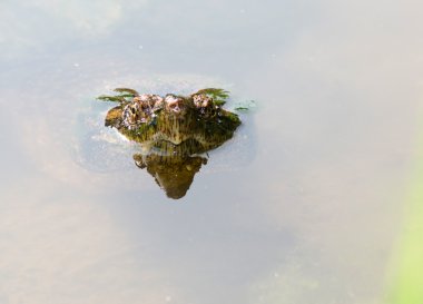ortak yapışma kaplumbağa