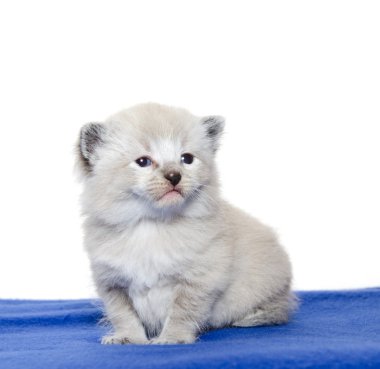 Şirin Bebek kedi üzerinde mavi battaniye