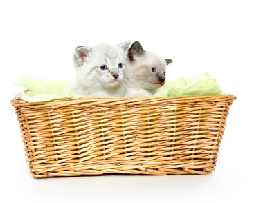 Two kittens in a basket clipart