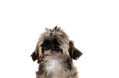 Shih tzu yavrusu