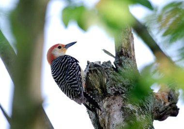 Red-bellied woodpecker clipart