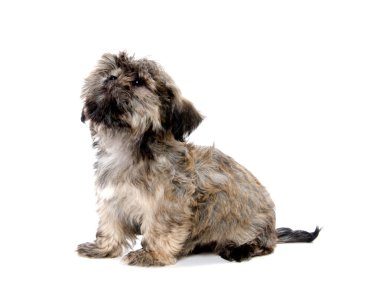 Shih tzu yavrusu