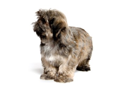 Shih tzu yavrusu