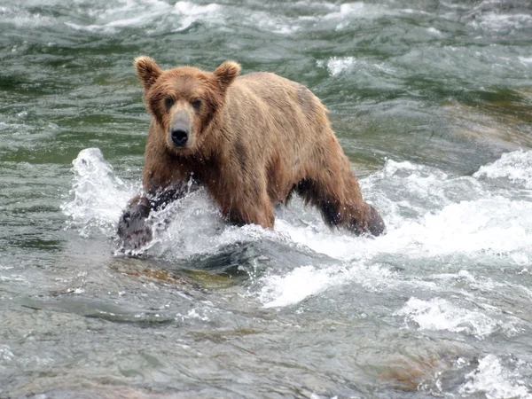 Duży niedźwiedź brunatny połowów łososia w rzece — Zdjęcie stockowe