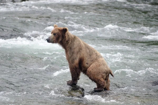 Grande Brown Bear pesca de salmão em um rio — Fotografia de Stock