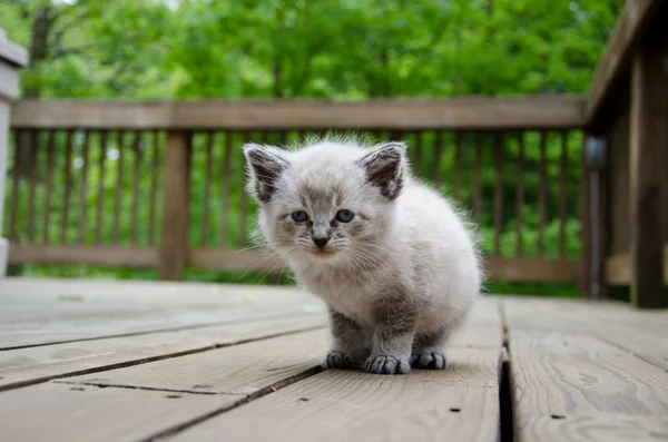 stock image Cute baby kitten