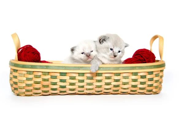 Twee schattige baby kittens — Stockfoto