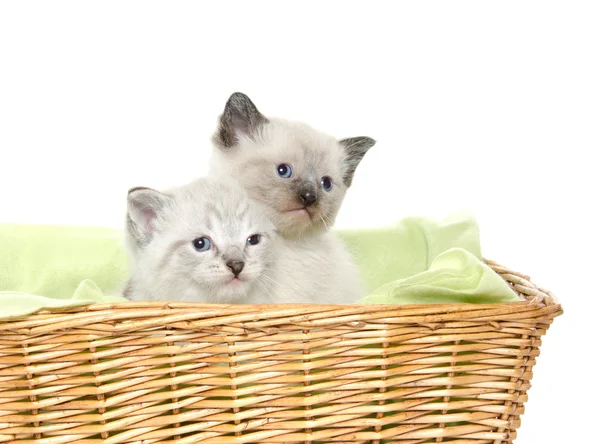 Dwa kocięta w koszyku — Zdjęcie stockowe