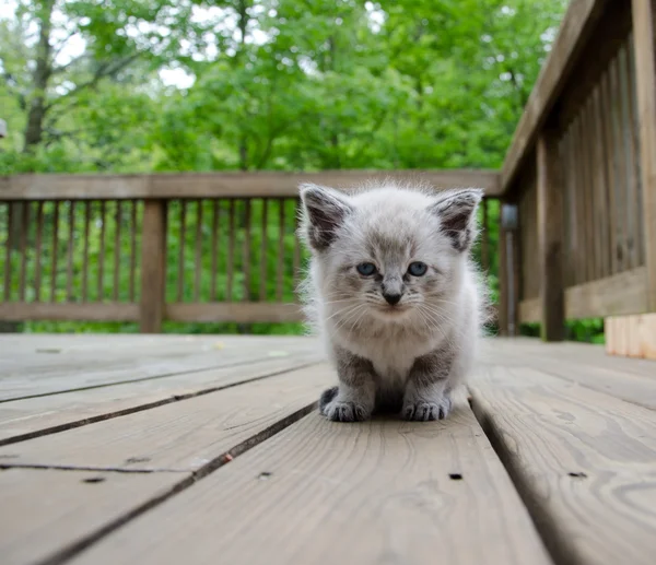 stock image Cute baby kitten