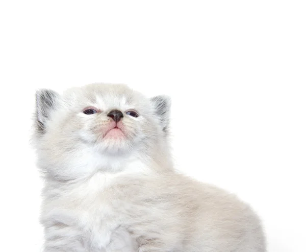 Chaton bébé mignon sur blanc — Photo