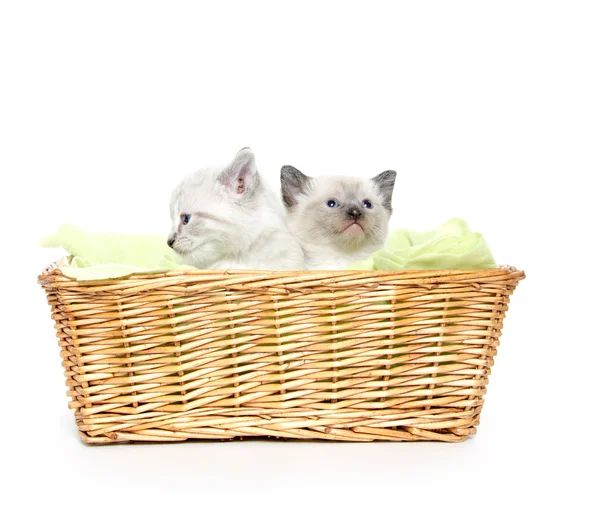 Two kittens in a basket — Stock Photo, Image