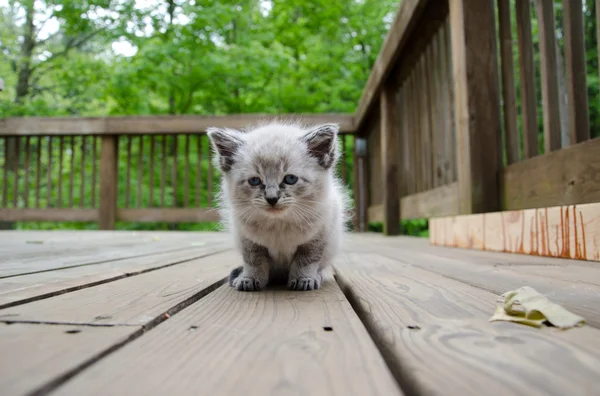 stock image Cute baby kitten