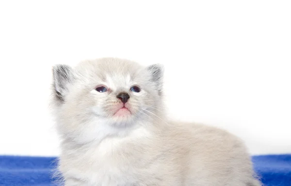 白地にかわいい赤ちゃん子猫 — ストック写真