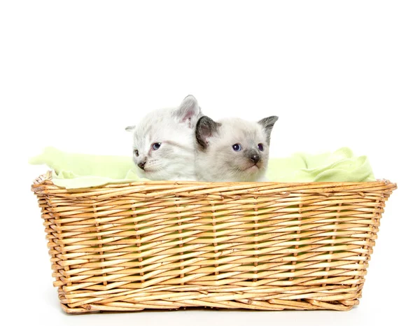 stock image Two kittens in a basket