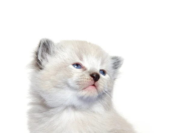 Söt kattunge på vit — Stockfoto