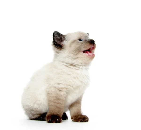 Słodkie maleństwo kociak płacz — Zdjęcie stockowe