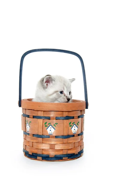Lindo gatito en un cesta — Foto de Stock