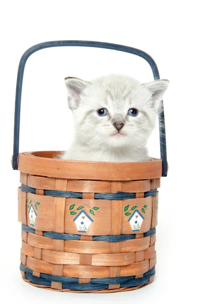 Cute kitten in a basket — Stock Photo, Image