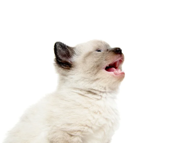 stock image Cute baby kitten crying