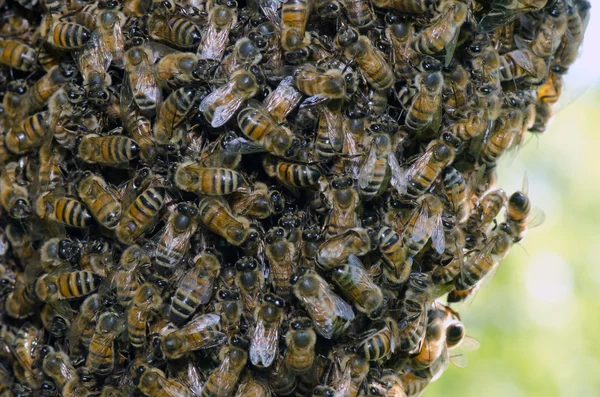 Swarm of honey bees — Stock Photo, Image