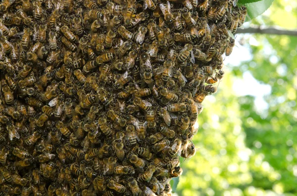 Svärm av honungsbin — Stockfoto