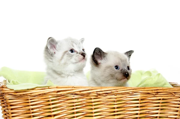 Dwa kocięta w koszyku — Zdjęcie stockowe